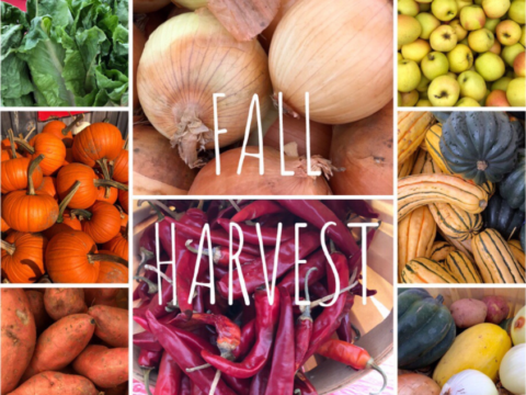 Fall Harvest