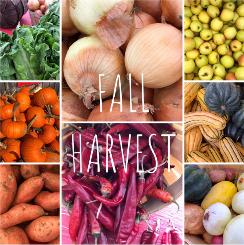 Fall Harvest