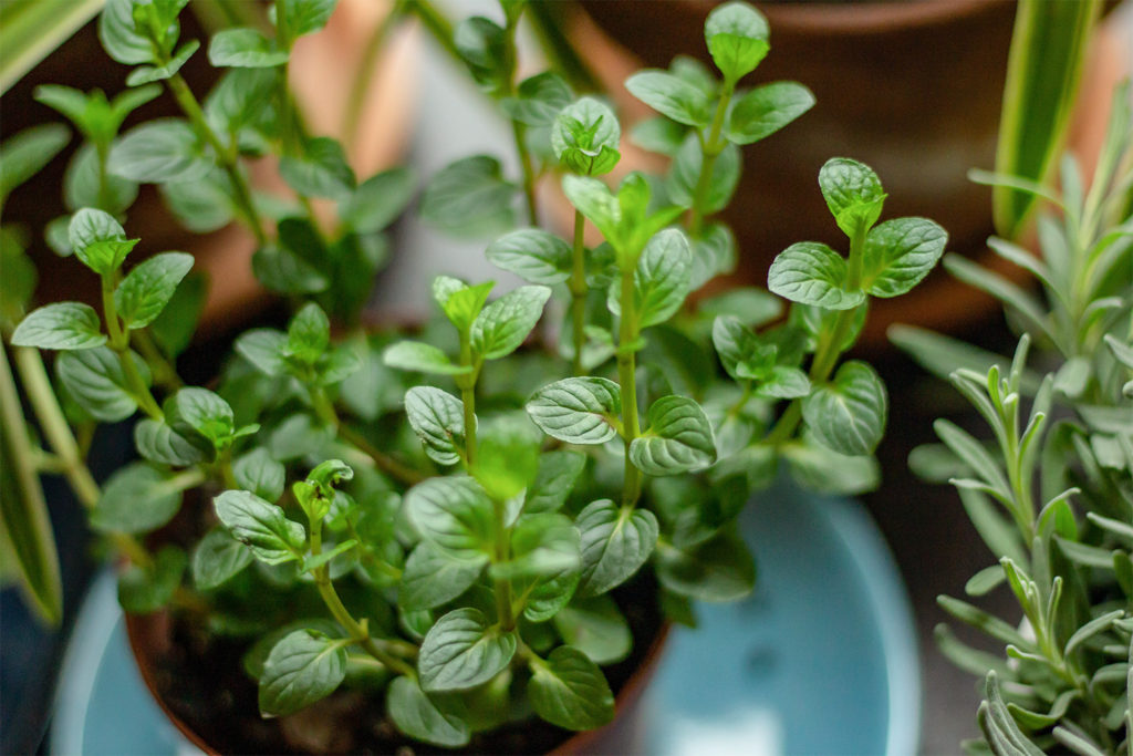 advantages of growing herbs