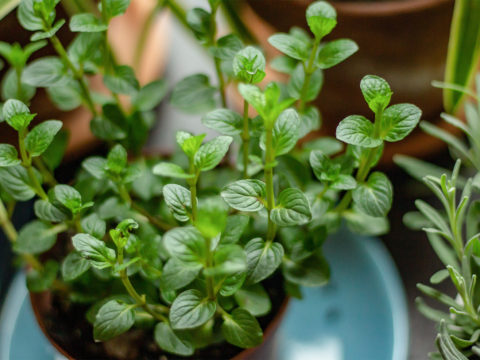 advantages of growing herbs